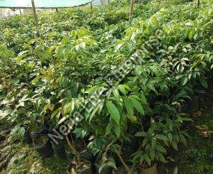 Litchi Plant, Length : 0-10ft