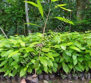 Mahogany Plant, Color : Green