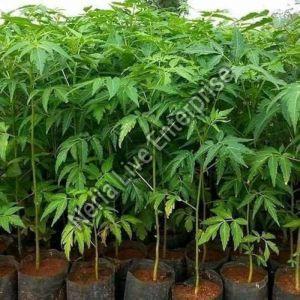 Malabar Neem Plant For Nursery Use