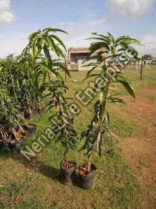 Mango Malda Grafted Plant, Size : Large, Medium, Small, Over Size