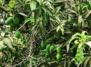 Mango Plant, Packaging Type : Plastic Nursery Bag