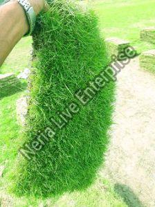 Mexican Carpet Grass, Color : Light Green