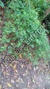 Natural Rain Tree Plant, For Gardening, Color : Green