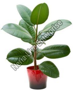 Rubber Plant, For Decoration Purpose