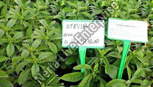 Natural Stevia Plant, For Medicine, Color : Dark Green, Green