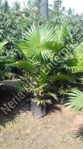 Umbrella Palm Plant, For Plantation, Color : Green, Light Green, Natural Green