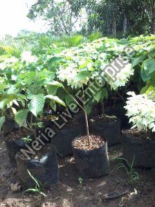 White Mussaenda Plant For Decoration