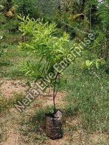 White Sandalwood Plant For Furniture