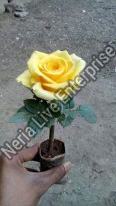 Yellow Rose Plant