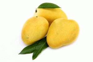 Natural Fresh Salem Mango, Packaging Size : 10 Kg