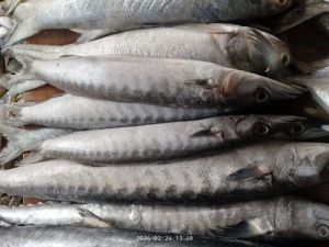 Frozen Sheela Sea Fish For Cooking