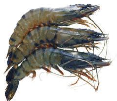 Frozen Black Tiger Prawn