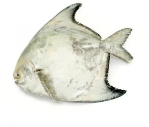 Frozen Chinese Pomfret Fish