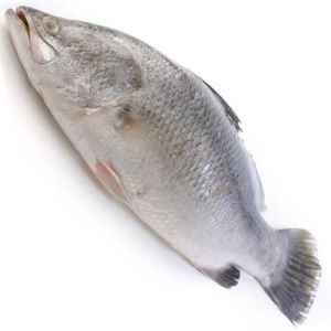 Frozen Asian Sea Bass Fish