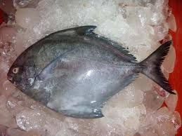 Frozen Black Pomfret Fish For Cooking