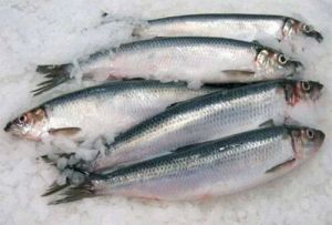 Frozen Herring Fish