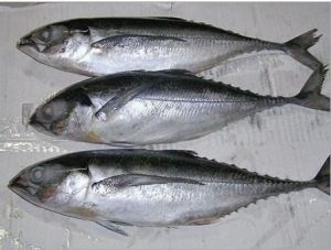 Frozen Horse Mackerel Fish