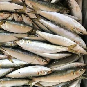 Frozen Indian Oil Sardine Fish