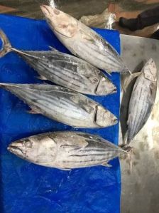 Frozen Skipjack Tuna For Cooking