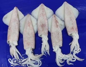 Frozen Uroteuthis Duvaucelii Squid