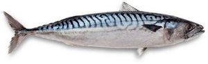 Frozen Indian Mackerel Fish For Hotel, Mess, Restaurant