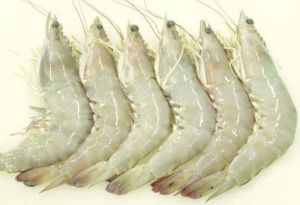 Frozen Indian White Prawn