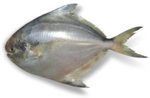 Frozen Silver Pomfret Fish