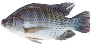 Frozen Tilapia Fish