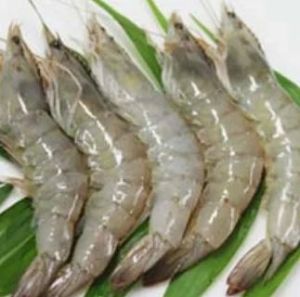 Frozen Vannamei Shrimp