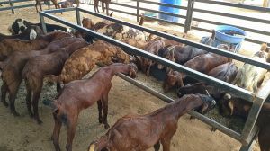 Cutting Bakra