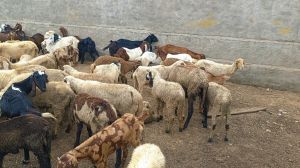 Female Cutting Sheep