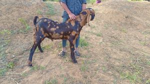 Sirohi Male Goat