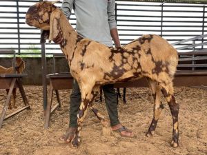 Sirohi Pregnant Bakriya