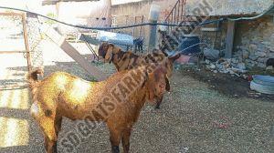 Sirohi Goat, Gender : Female, Mail