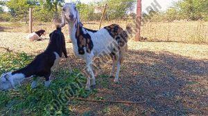 Sirohi Gujari Bakriya, Weight : 25-40 Kg, Gender : Female