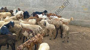 Female Cutting Sheep, Weight : 20-30 Kg