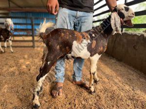 Gujari Female Goat