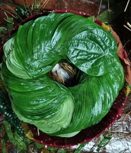 Betel Leaves