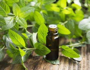 Peppermint Essential Oil