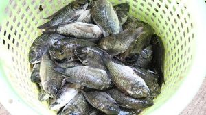 fresh tilapia fish