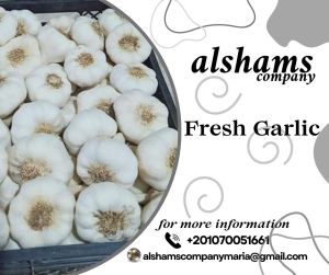 fresh garlic fresh garlic