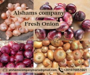 Fresh Red Onion For Cooking