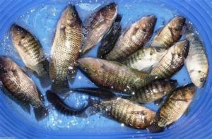 Live Tilapia Monosex Fish