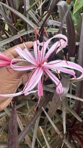 Red Crinum Lily Plant