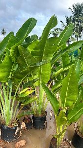 Sri Lakshmi Nursery Gardens Palm Plants, Color : Natural Green