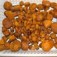 Ox Gallstone 100% Natural Top Quality