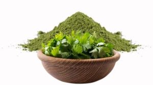 Coriander Leaves Powder