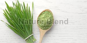 Wheat Grass Powder, Color : Green