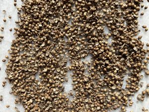 Coriander Seeds