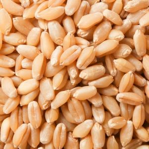 Raw Wheat Seeds